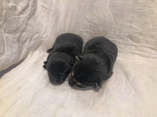 耳を澄ませば寝息が聞こえそう