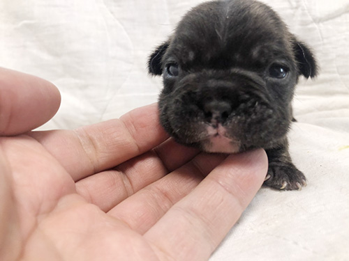 フレンチブルドッグの子犬 ブリーダー　子犬子猫販売の専門店AngelWan 横浜