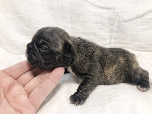フレンチブルドッグの子犬 ブリーダー　子犬子猫販売の専門店AngelWan 横浜