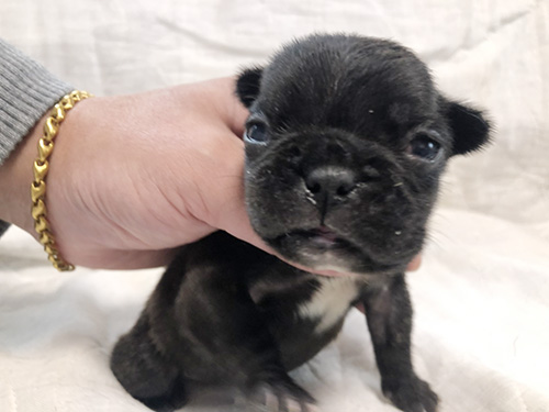 フレンチブルドッグの子犬 ブリーダー　子犬子猫販売の専門店AngelWan 横浜