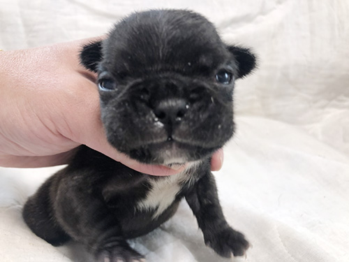 フレンチブルドッグの子犬 ブリーダー　子犬子猫販売の専門店AngelWan 横浜