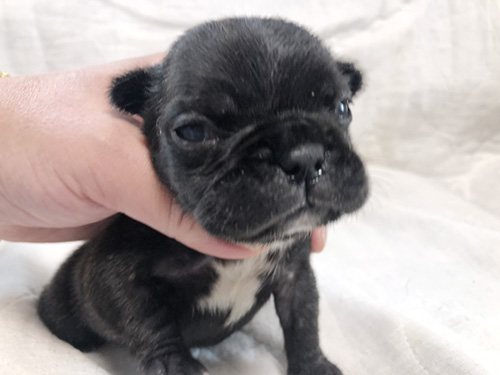 フレンチブルドッグの子犬 ブリーダー　子犬子猫販売の専門店AngelWan 横浜