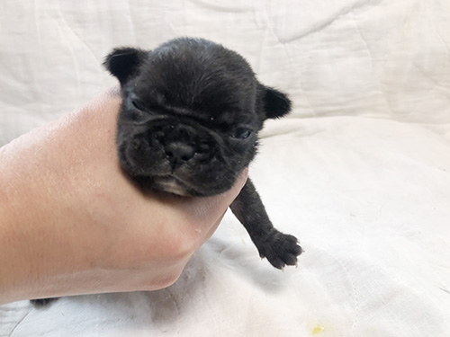 フレンチブルドッグの子犬 ブリーダー　子犬子猫販売の専門店AngelWan 横浜