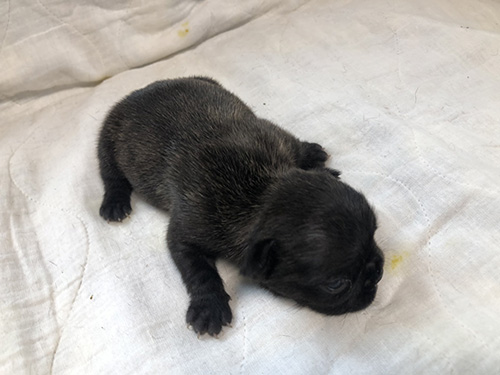 フレンチブルドッグの子犬 ブリーダー　子犬子猫販売の専門店AngelWan 横浜