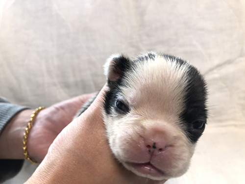 フレンチブルドッグの子犬 ブリーダー　子犬子猫販売の専門店AngelWan 横浜
