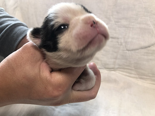 フレンチブルドッグの子犬 ブリーダー　子犬子猫販売の専門店AngelWan 横浜