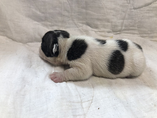 フレンチブルドッグの子犬 ブリーダー　子犬子猫販売の専門店AngelWan 横浜