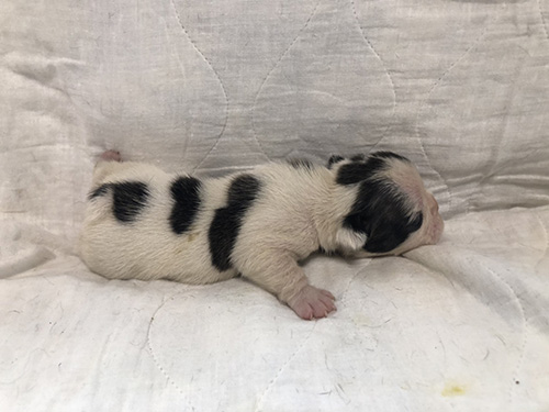 フレンチブルドッグの子犬 ブリーダー　子犬子猫販売の専門店AngelWan 横浜