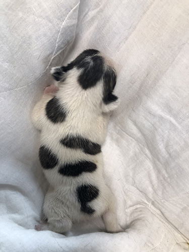 フレンチブルドッグの子犬 ブリーダー　子犬子猫販売の専門店AngelWan 横浜