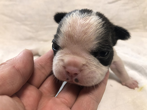 フレンチブルドッグの子犬 ブリーダー 子犬子猫販売の専門店AngelWan 横浜