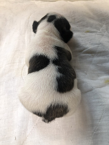 フレンチブルドッグの子犬 ブリーダー 子犬子猫販売の専門店AngelWan 横浜