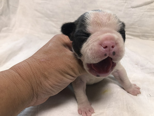 フレンチブルドッグの子犬 ブリーダー 子犬子猫販売の専門店AngelWan 横浜