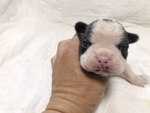 フレンチブルドッグの子犬 ブリーダー 子犬子猫販売の専門店AngelWan 横浜