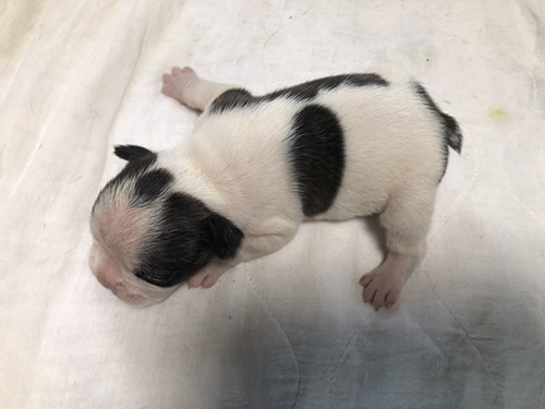 フレンチブルドッグの子犬 ブリーダー 子犬子猫販売の専門店AngelWan 横浜