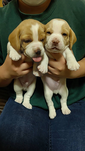 ビーグルの子犬 ブリーダー 子犬子猫販売の専門店AngelWan 横浜