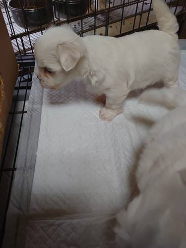ビーグルの子犬　ブリーダー　子犬子猫販売の専門店AngelWan 横浜