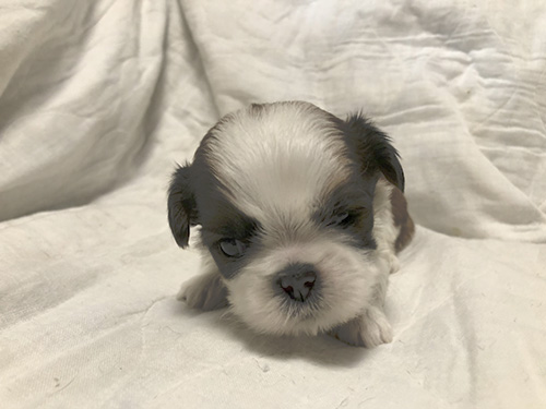 シーズーの子犬　ブリーダー　子犬子猫販売の専門店AngelWan 横浜