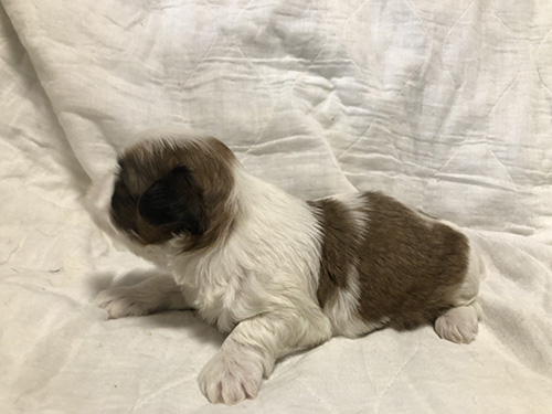 シーズーの子犬　ブリーダー　子犬子猫販売の専門店AngelWan 横浜