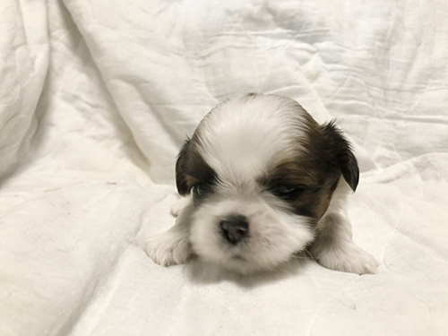 シーズーの子犬　ブリーダー　子犬子猫販売の専門店AngelWan 横浜