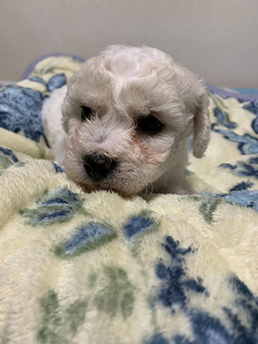 ビションフリーゼの子犬　ブリーダー　子犬子猫販売の専門店AngelWan 横浜