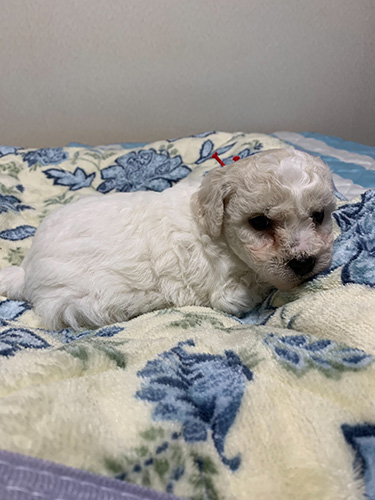 ビションフリーゼの子犬　ブリーダー　子犬子猫販売の専門店AngelWan 横浜