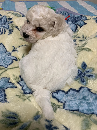 ビションフリーゼの子犬　ブリーダー　子犬子猫販売の専門店AngelWan 横浜