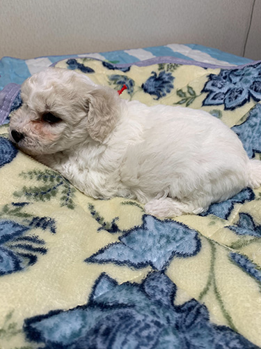 ビションフリーゼの子犬　ブリーダー　子犬子猫販売の専門店AngelWan 横浜