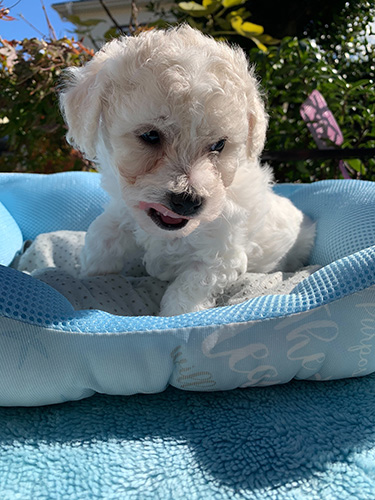 ビションフリーゼの子犬　ブリーダー　子犬子猫販売の専門店AngelWan 横浜