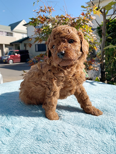 トイプードルの子犬　ブリーダー　子犬子猫販売の専門店AngelWan 横浜
