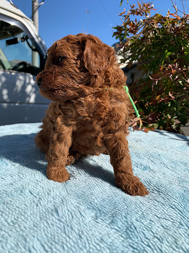 トイプードルの子犬　ブリーダー　子犬子猫販売の専門店AngelWan 横浜