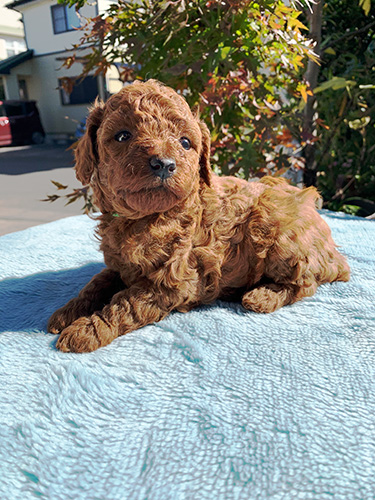 トイプードルの子犬　ブリーダー　子犬子猫販売の専門店AngelWan 横浜