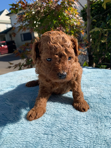 トイプードルの子犬 ブリーダー 子犬子猫販売の専門店AngelWan 横浜