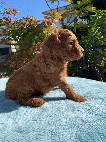 トイプードルの子犬 ブリーダー 子犬子猫販売の専門店AngelWan 横浜