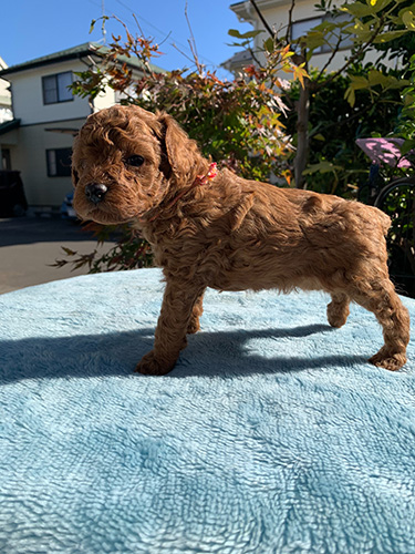 トイプードルの子犬 ブリーダー 子犬子猫販売の専門店AngelWan 横浜