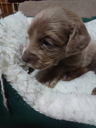 ワイマラナーの子犬　ブリーダー　子犬子猫販売の専門店AngelWan 横浜