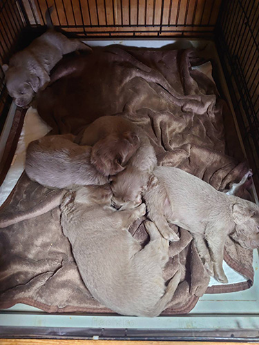 ワイマラナーの子犬　ブリーダー　子犬子猫販売の専門店AngelWan 横浜