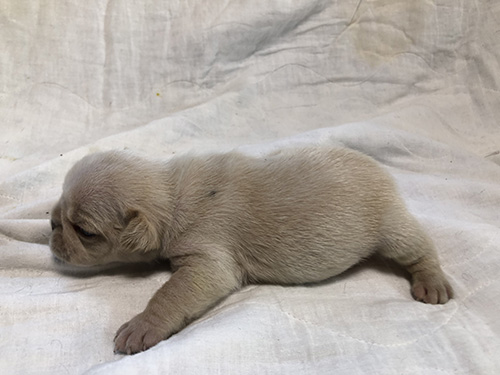 フレンチブルドッグの子犬 ブリーダー 子犬子猫販売の専門店AngelWan 横浜