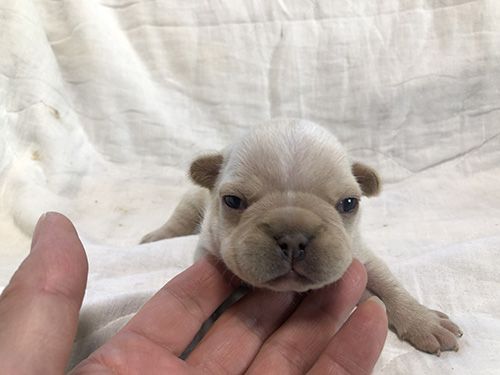 フレンチブルドッグの子犬 ブリーダー 子犬子猫販売の専門店AngelWan 横浜