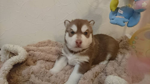 シベリアンハスキー　牡　ブリーダー