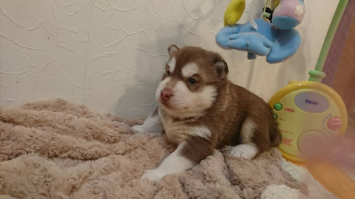 siberianhusky　puppy　photo