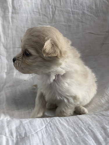 ミックス（マルチーズ×トイプードル）の子犬　ブリーダー　子犬子猫販売の専門店AngelWan 横浜