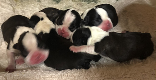 ボストンテリアの子犬 ブリーダー　子犬子猫販売の専門店AngelWan 横浜