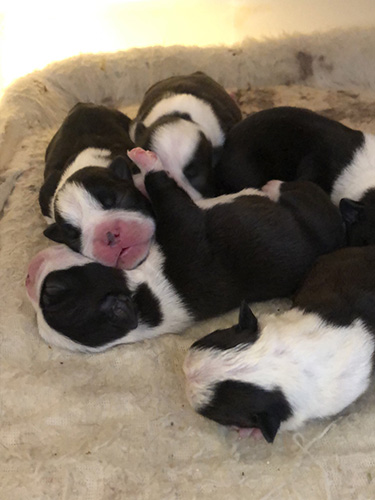 ボストンテリアの子犬 ブリーダー　子犬子猫販売の専門店AngelWan 横浜