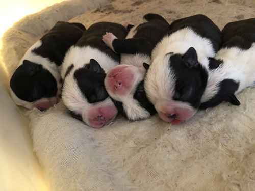 ボストンテリアの子犬 ブリーダー　子犬子猫販売の専門店AngelWan 横浜