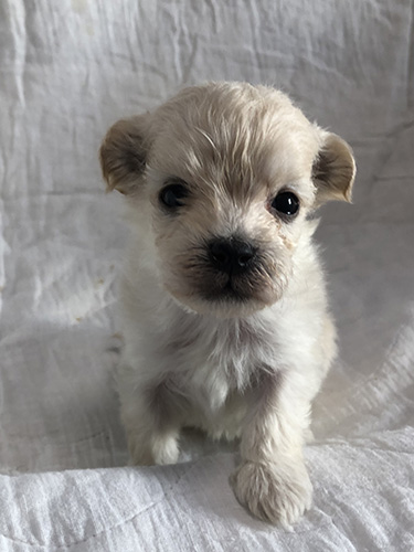 ミックス（マルチーズ×トイプードル）の子犬　ブリーダー　子犬子猫販売の専門店AngelWan 横浜