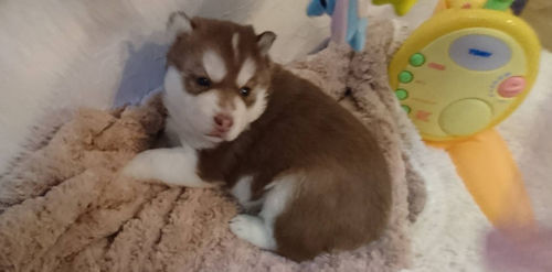 ブリーダー　仔犬販売　ハスキー