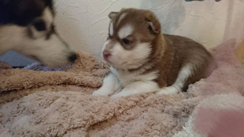 シベリアンハスキー　仔犬写真　家族