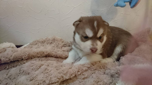 siberianhusky　牝　チョコ