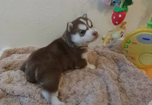 シベリアンハスキー ペットショップ 仔犬