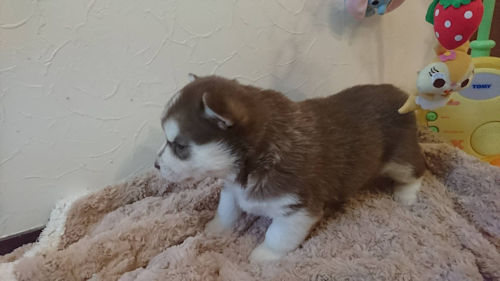 siberianhusky 画像 仔犬